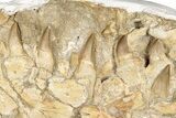 Fossil Mosasaur (Eremiasaurus?) Jaws - Morocco #242863-1